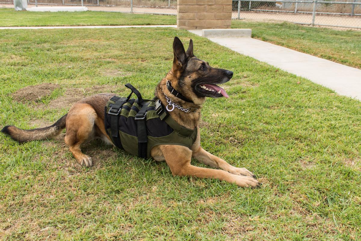 Military Dog Collars