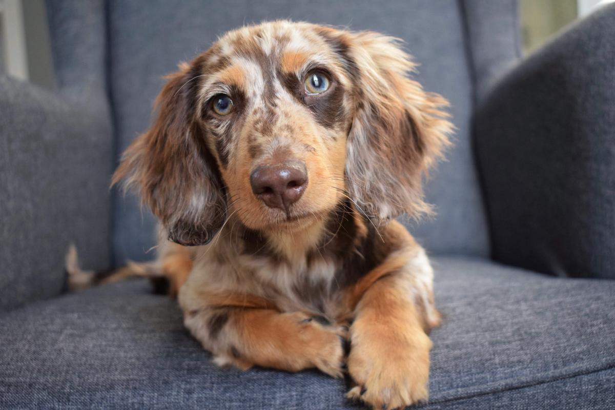 10 Beautiful Long-haired Dachshund Pictures - Bark How | Dachshund  pictures, Long haired dachshund, Dapple dachshund