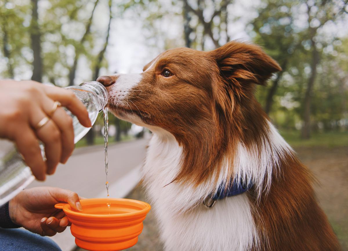 Dog to Drink More Water