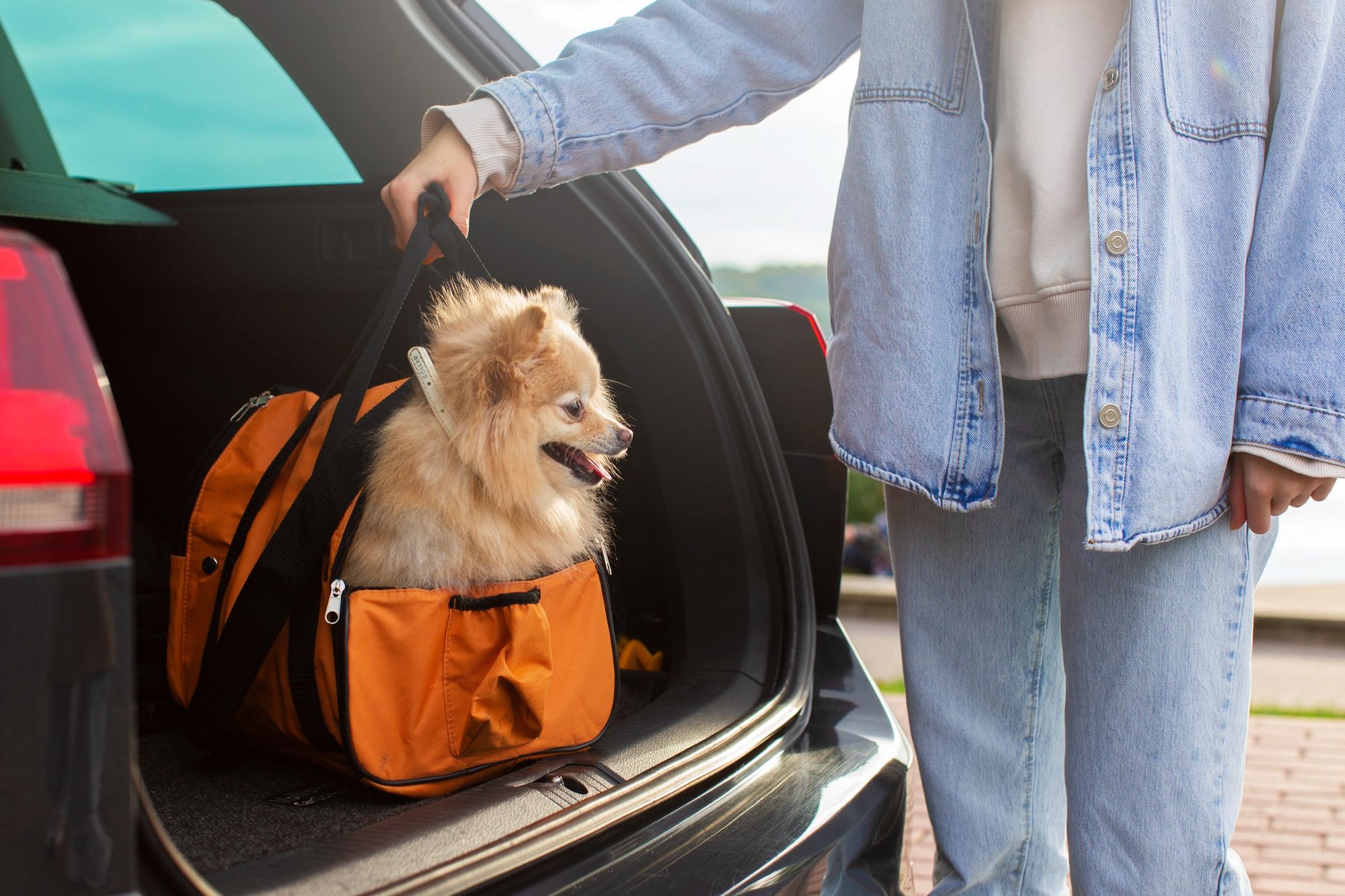 Traveling with Pets: What Hotels Allow Dogs?