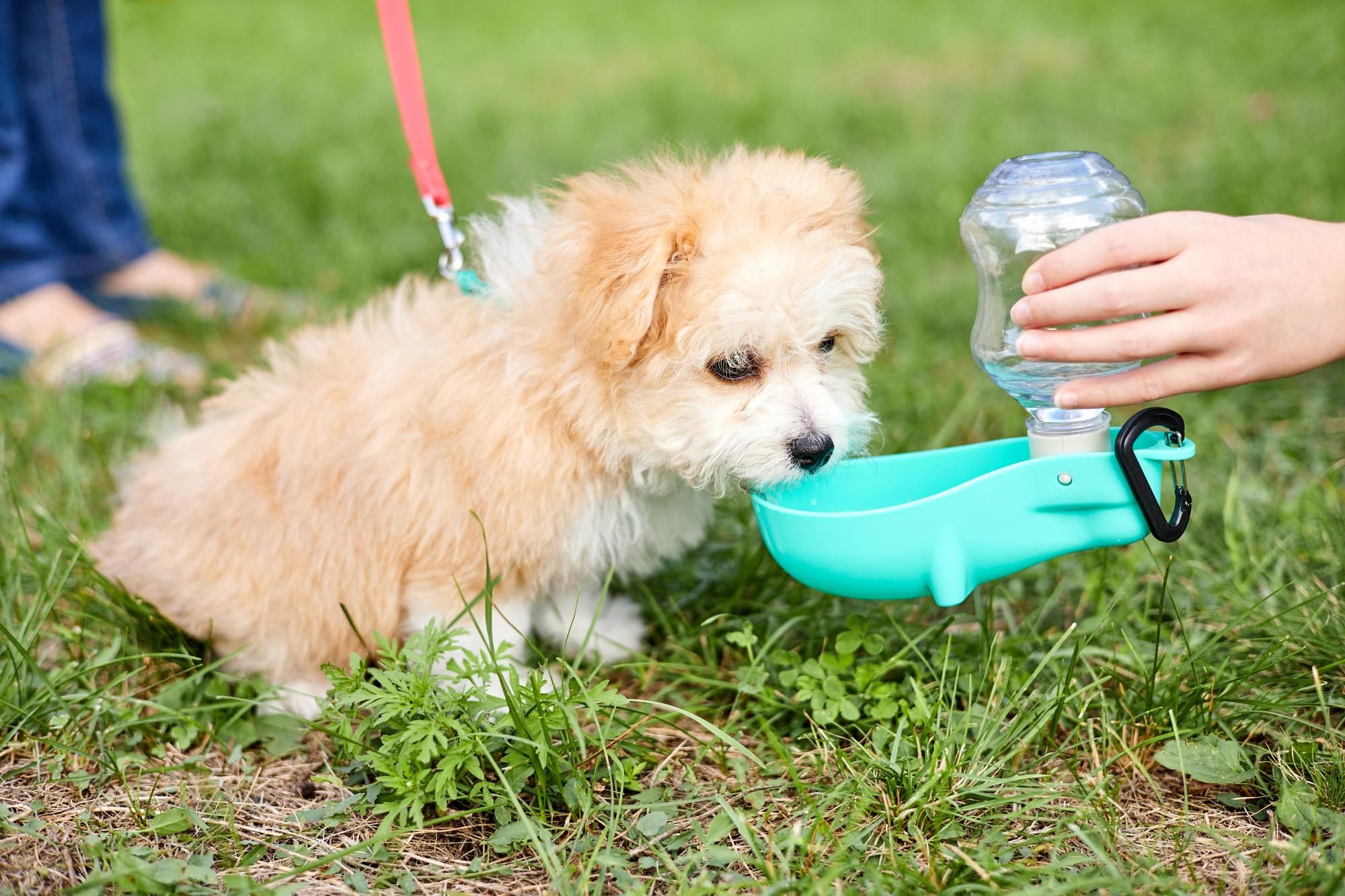 Canine Hydration: Reasons Dogs Drink A Lot of Water
