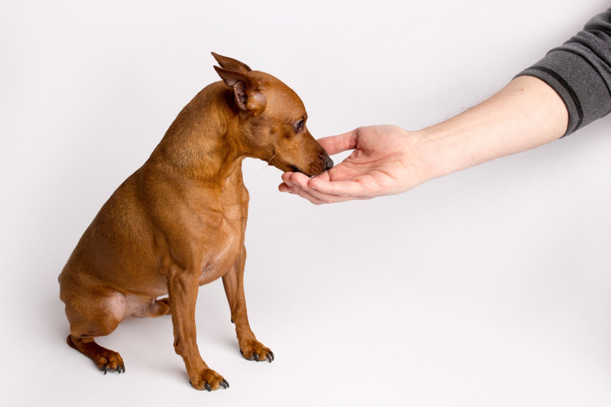 What Does It Mean When A Dog Licks Your Hand?