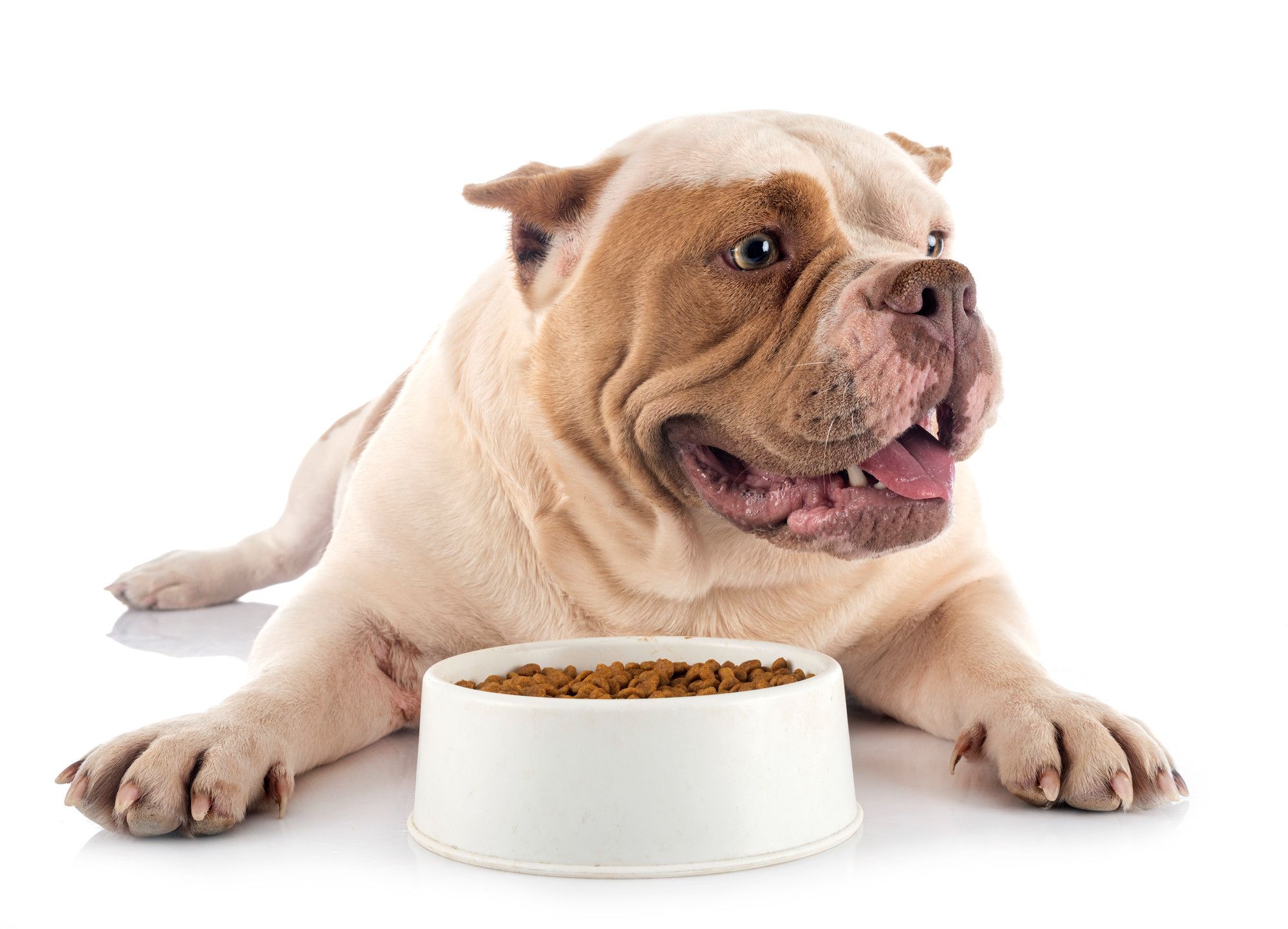 Why My Dog Isn't Eating? A Comprehensive Guide