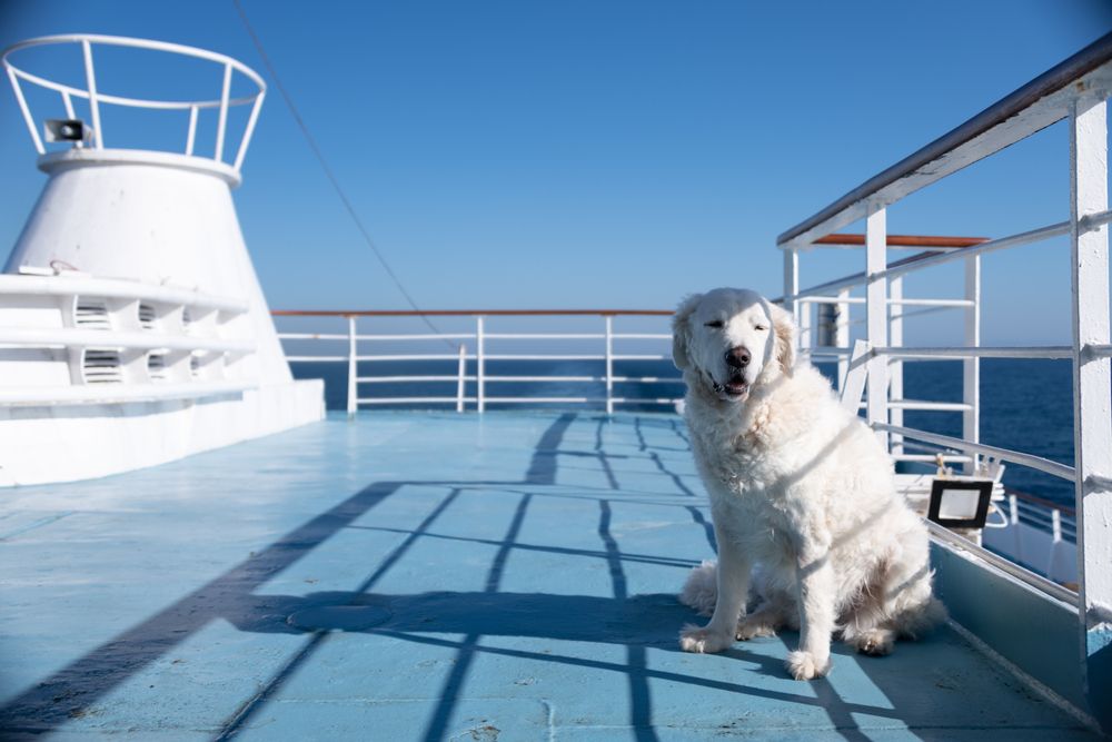 are dogs allowed on cruise ships