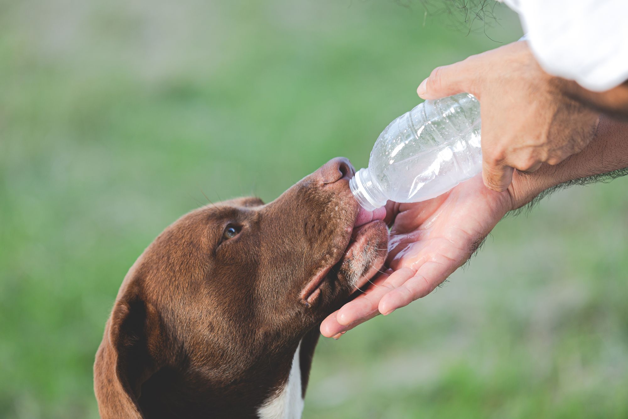 How Much Water Should a Dog Drink Water