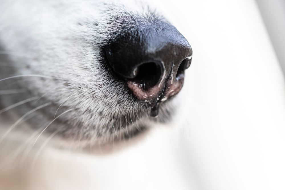 Dog Snotty Nose Causes, Symptoms, and Treatment