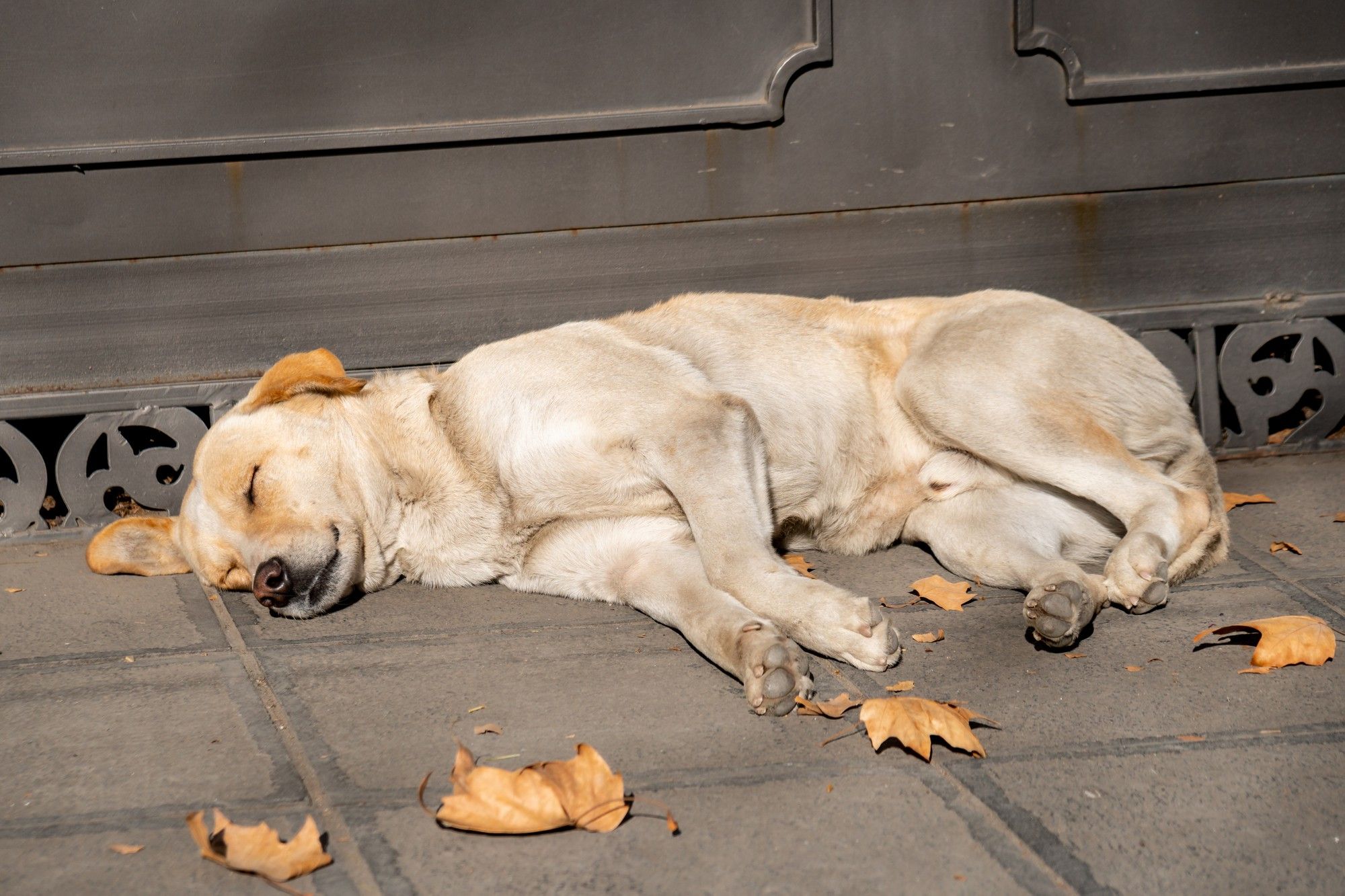 Why is My Dog Suddenly Changing Sleeping Locations?