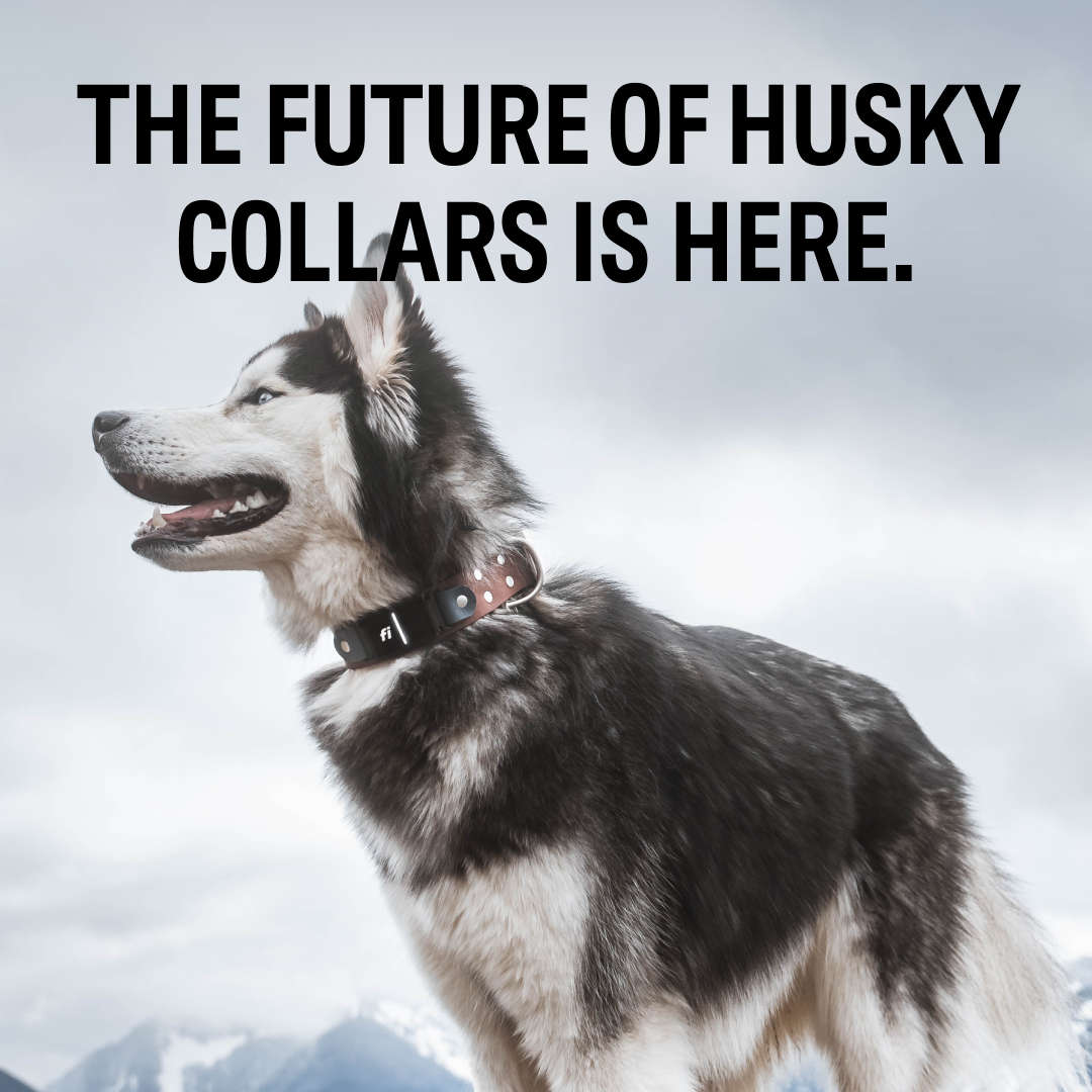 husky collar