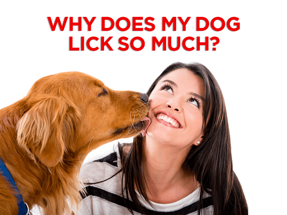 The Lick Obsession Why Do Dogs Lick So Much