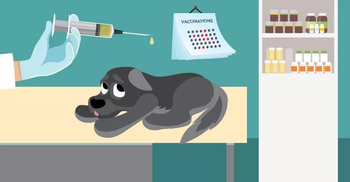 vaccinations for canines