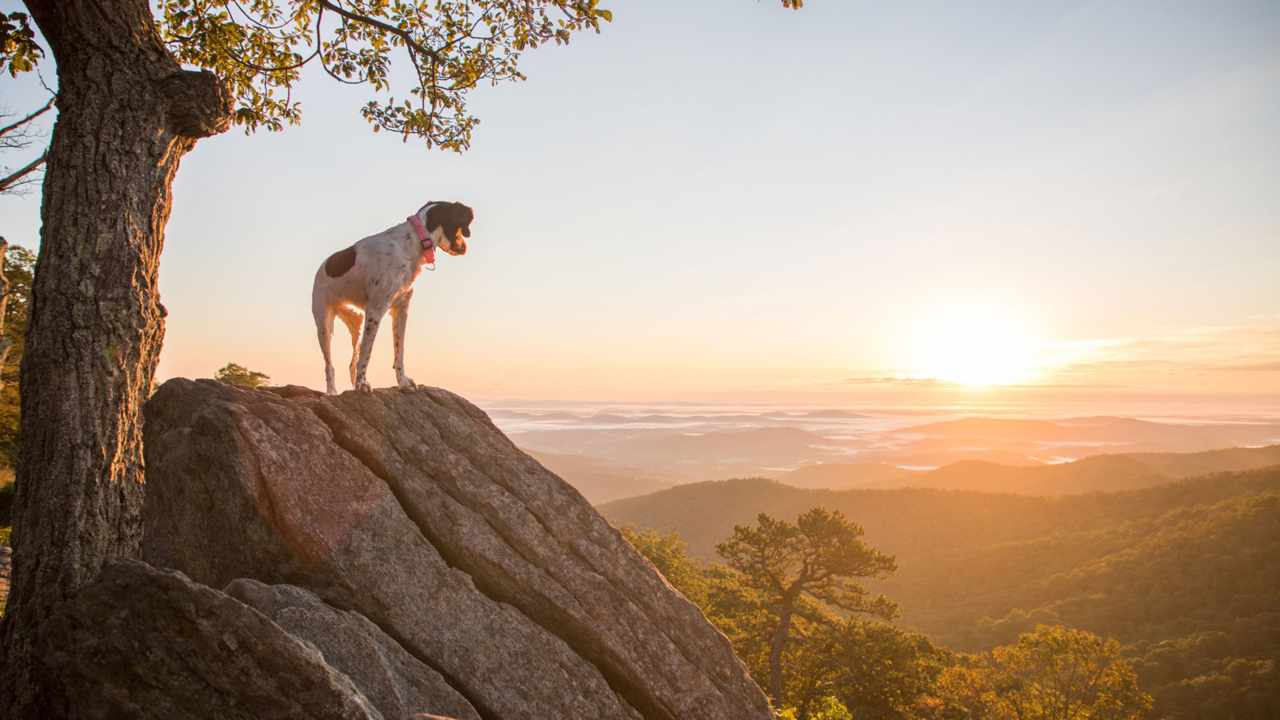 Are Dogs Allowed In National Parks We Break It All Down   Image 13 