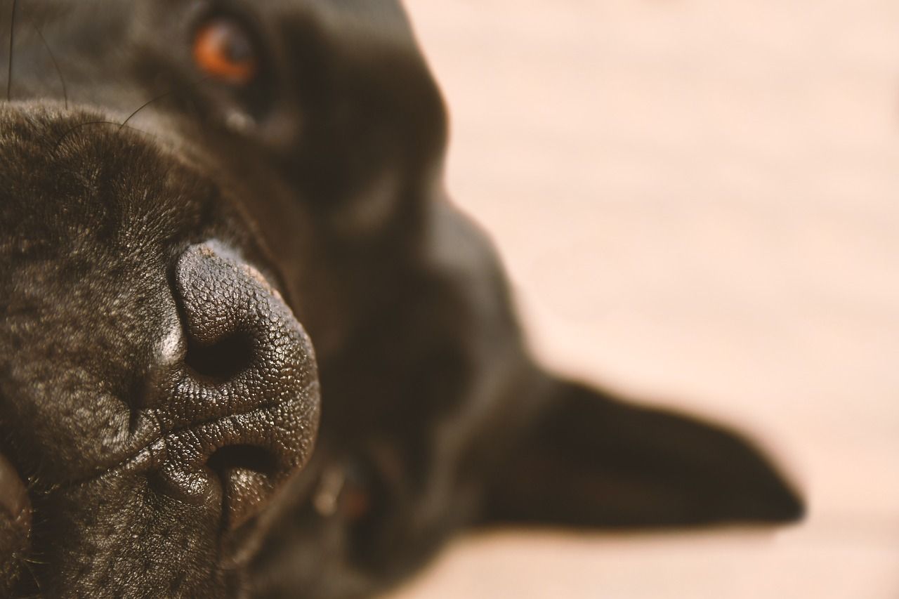 Dog Sense of Smell