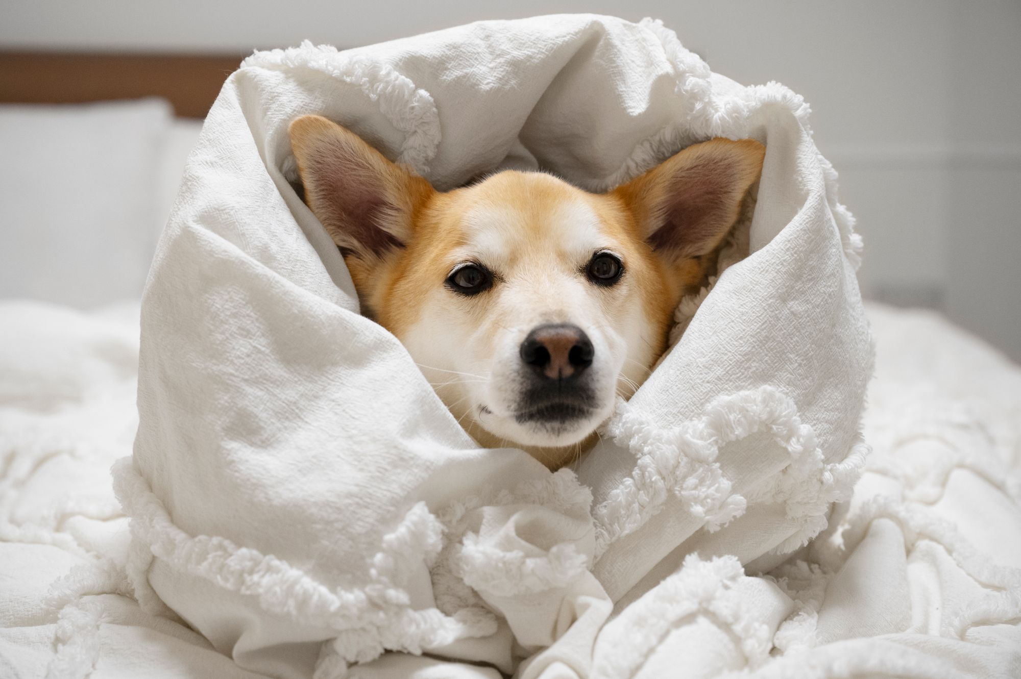 Dog Cold Symptoms