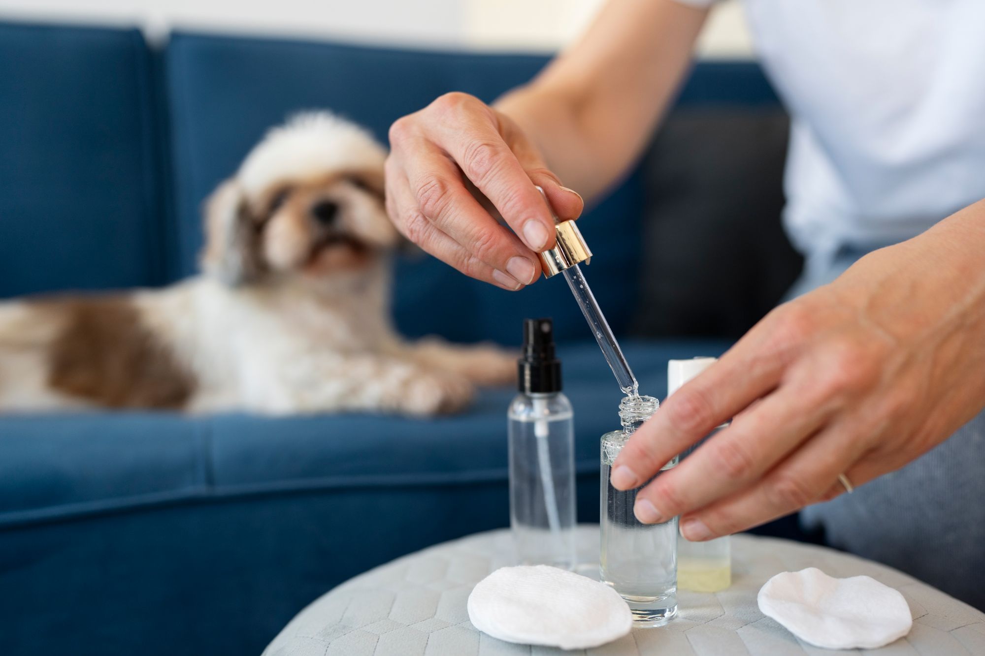 Allergy medicine dogs can take