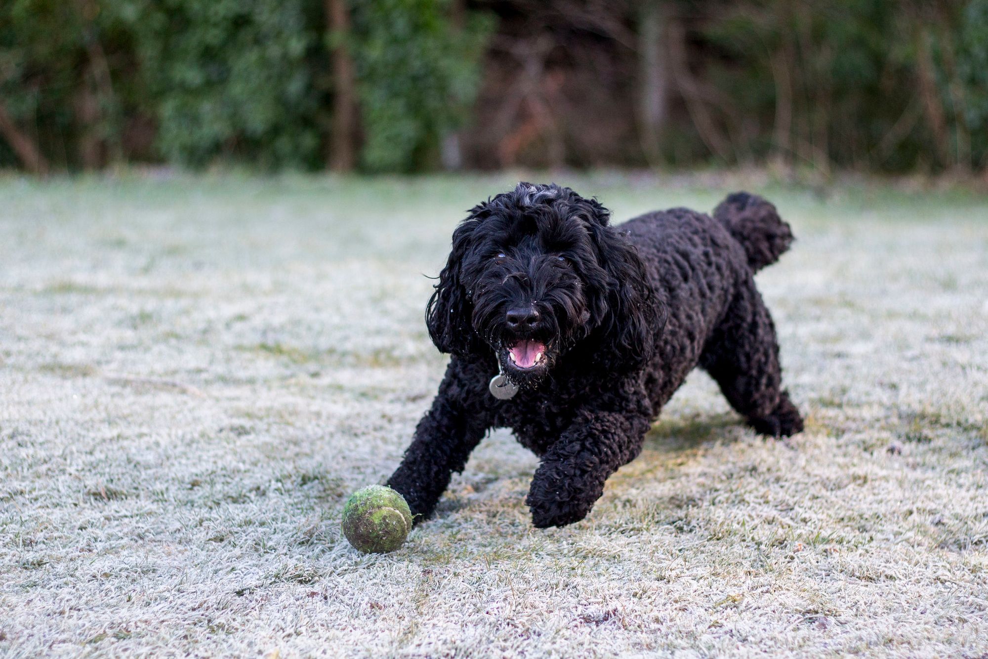 Black Cockapoo playing with ball