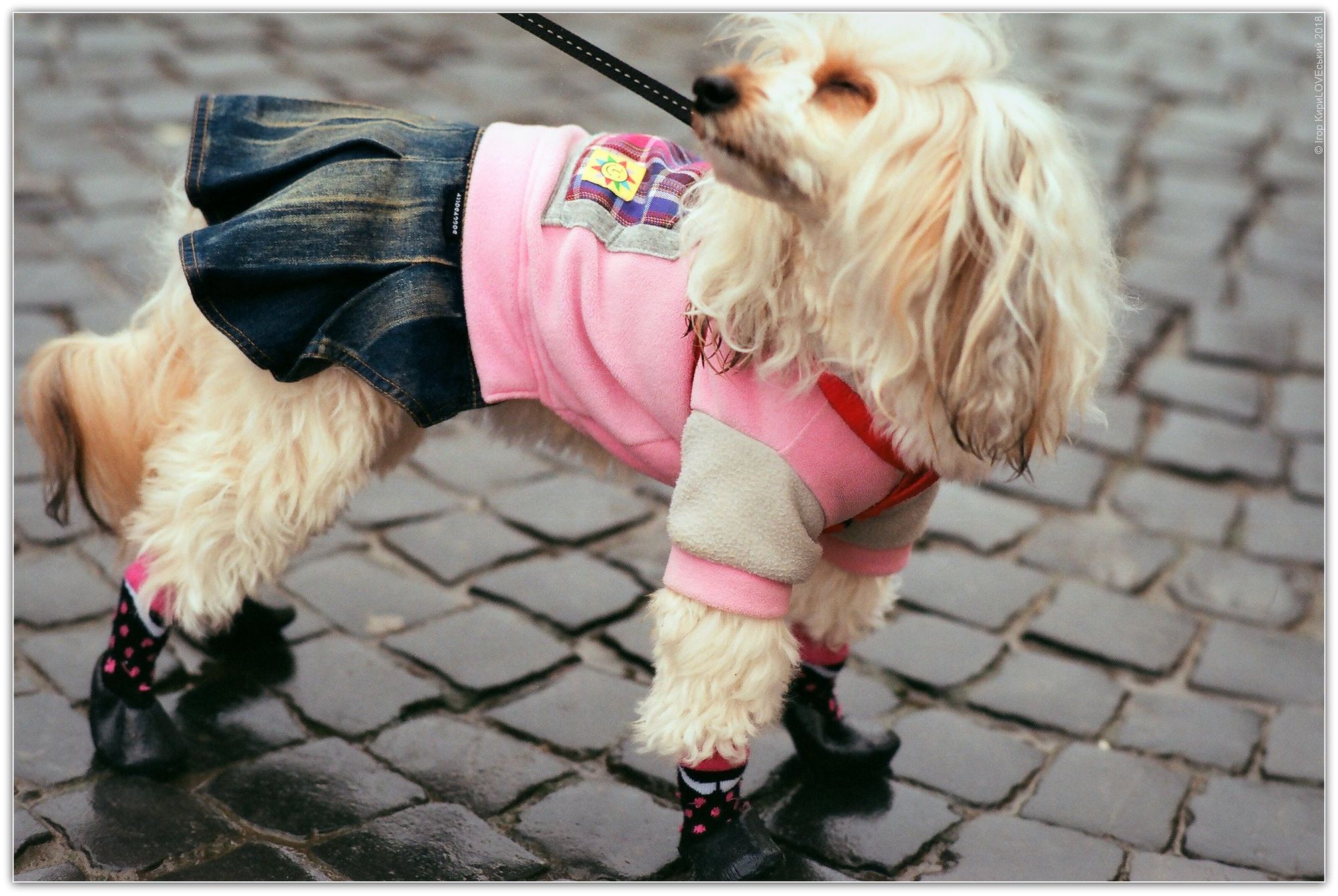 dog wearing boots
