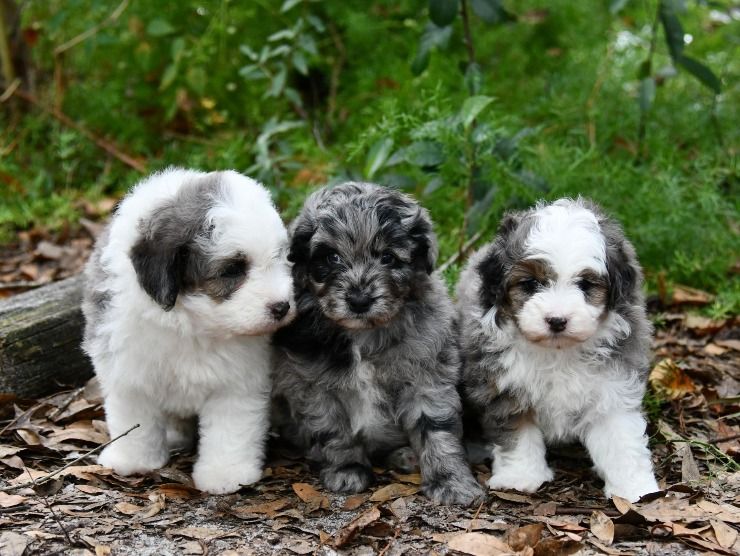 Mini Aussiedoodles