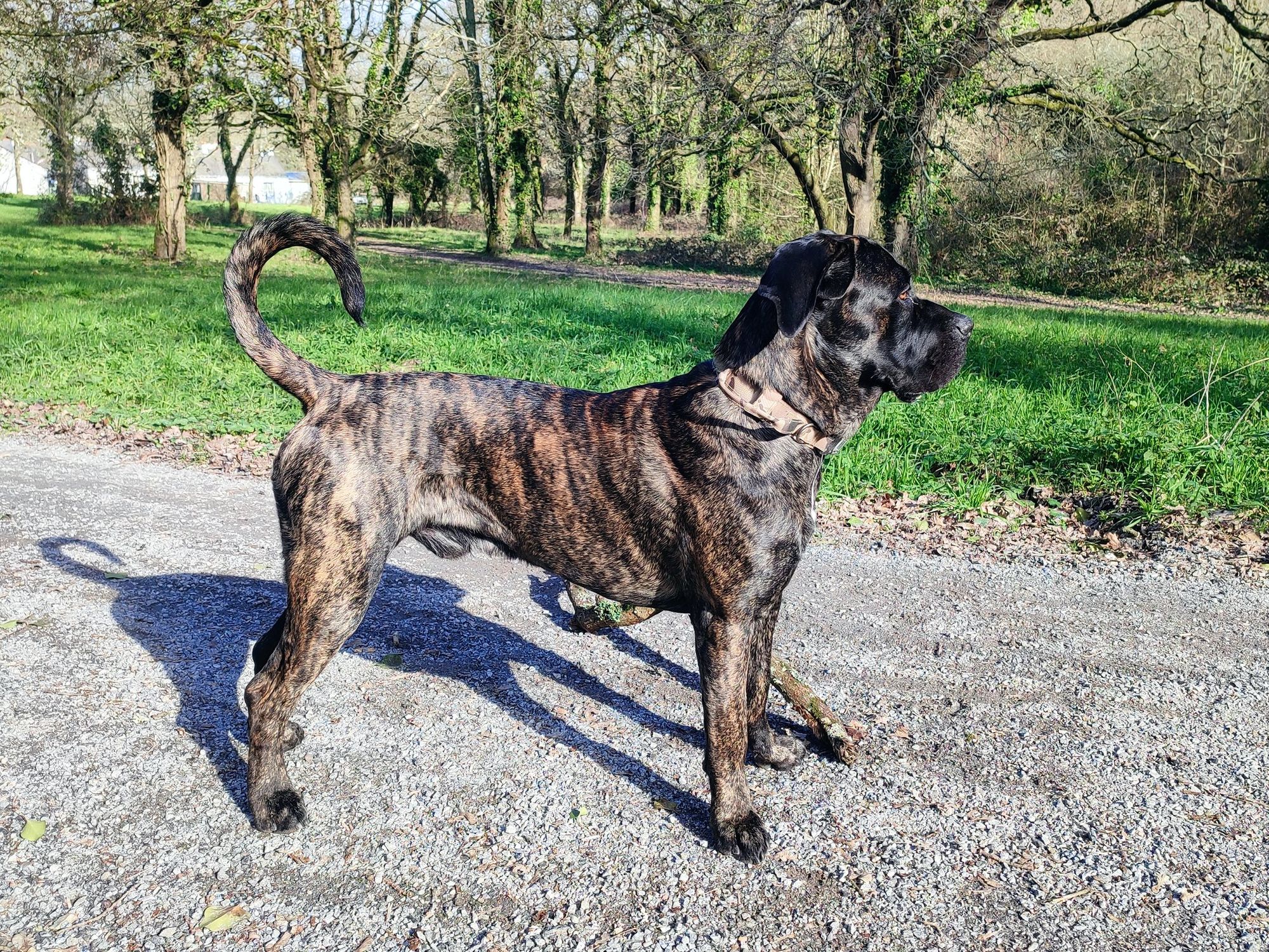 This Cane Corso's Human Is Their Whole World