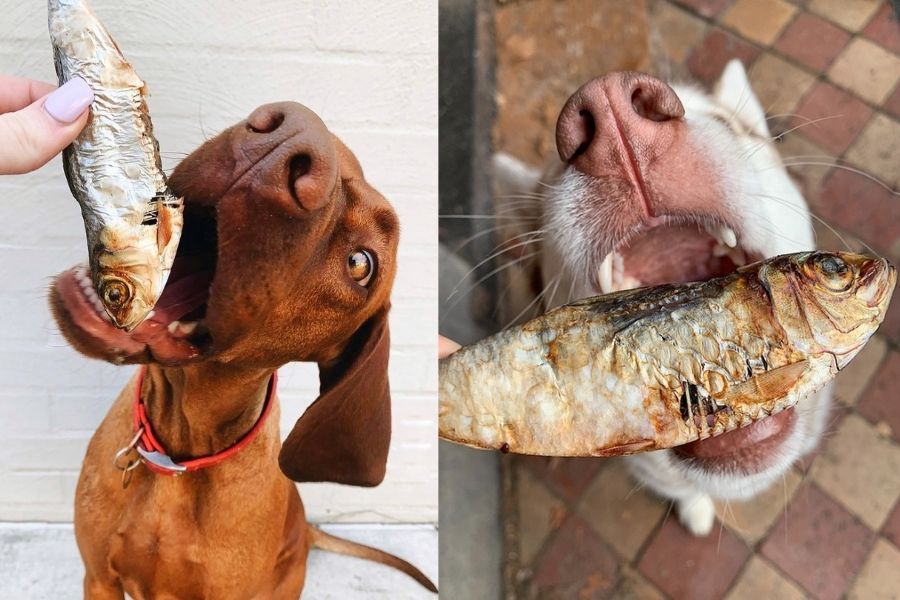 Can Dogs Eat Sardines