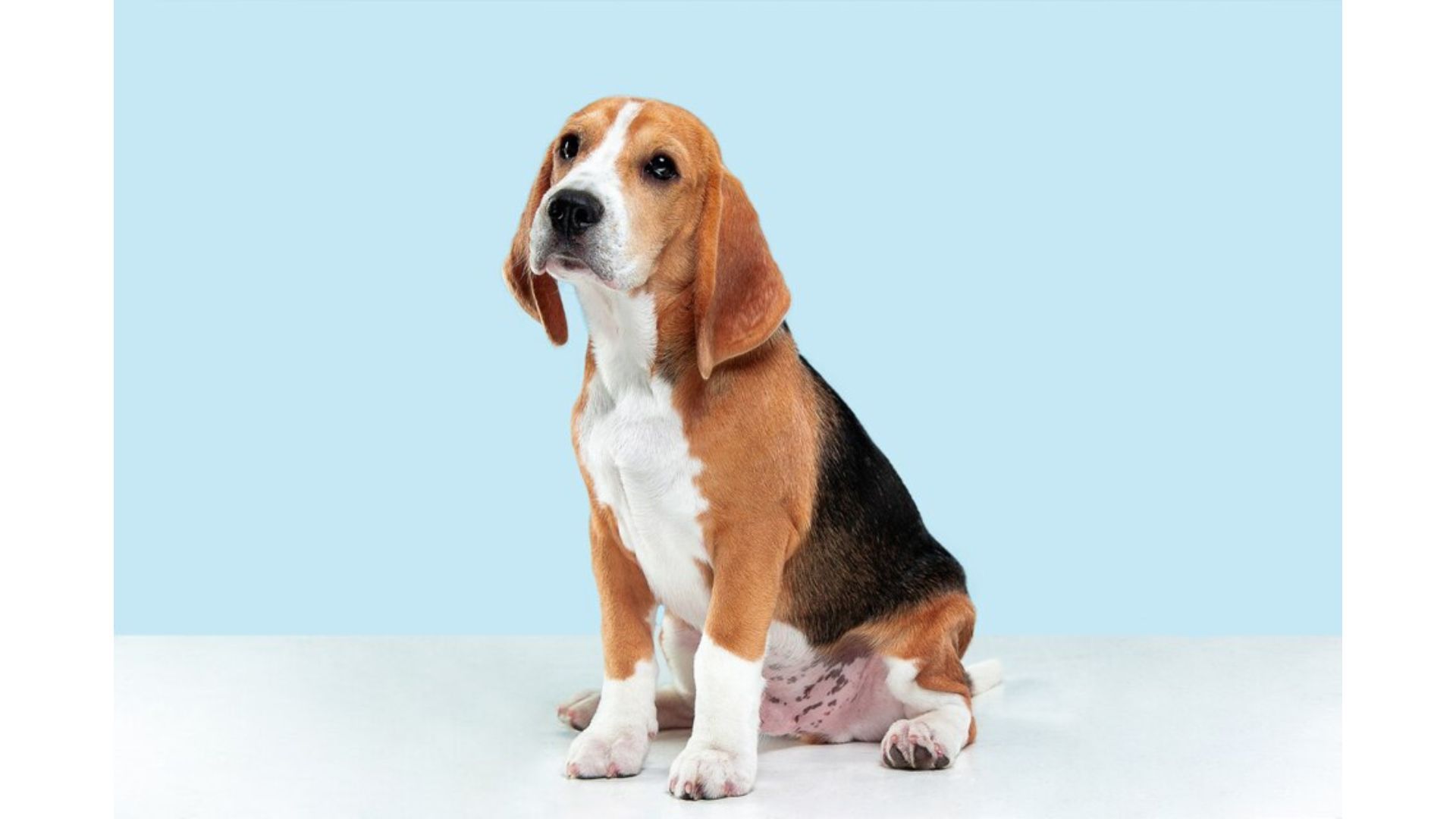 beagles-temperament