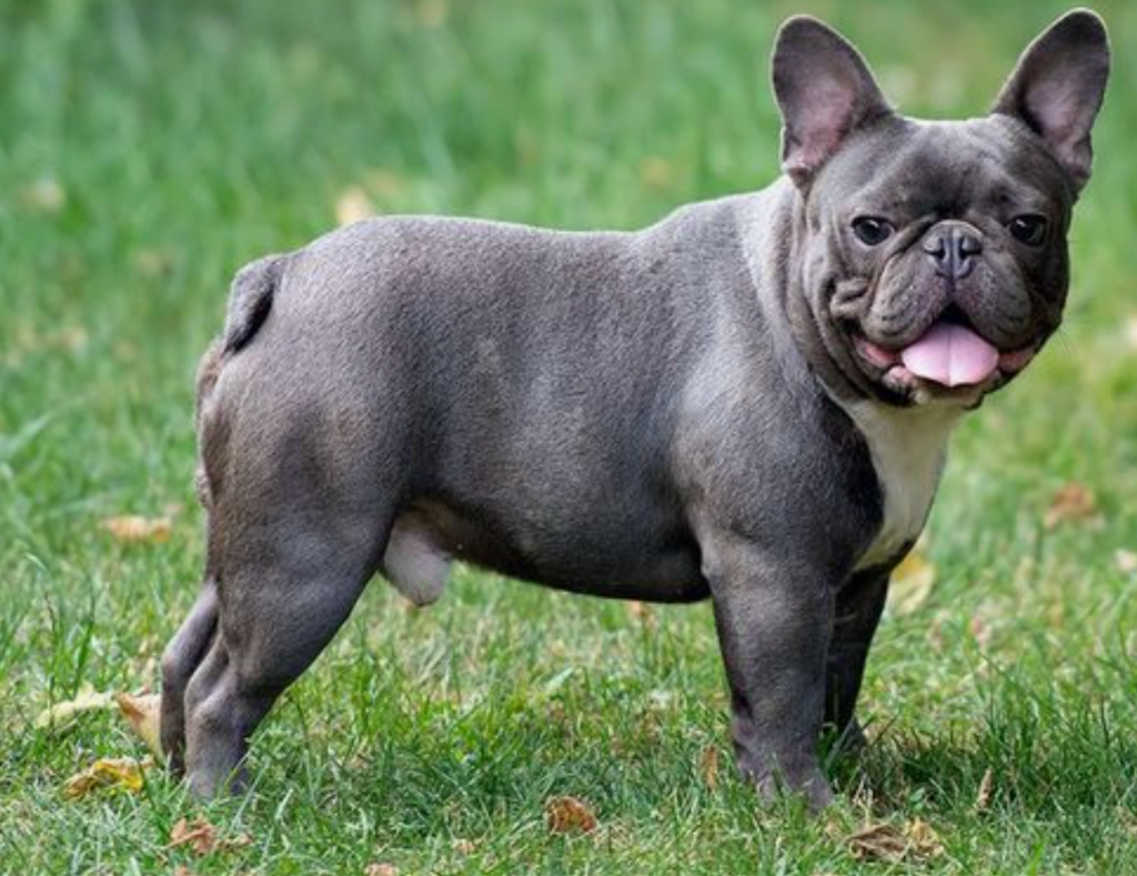 Blue French Bulldog: A Unique and Beautiful Canine Companion