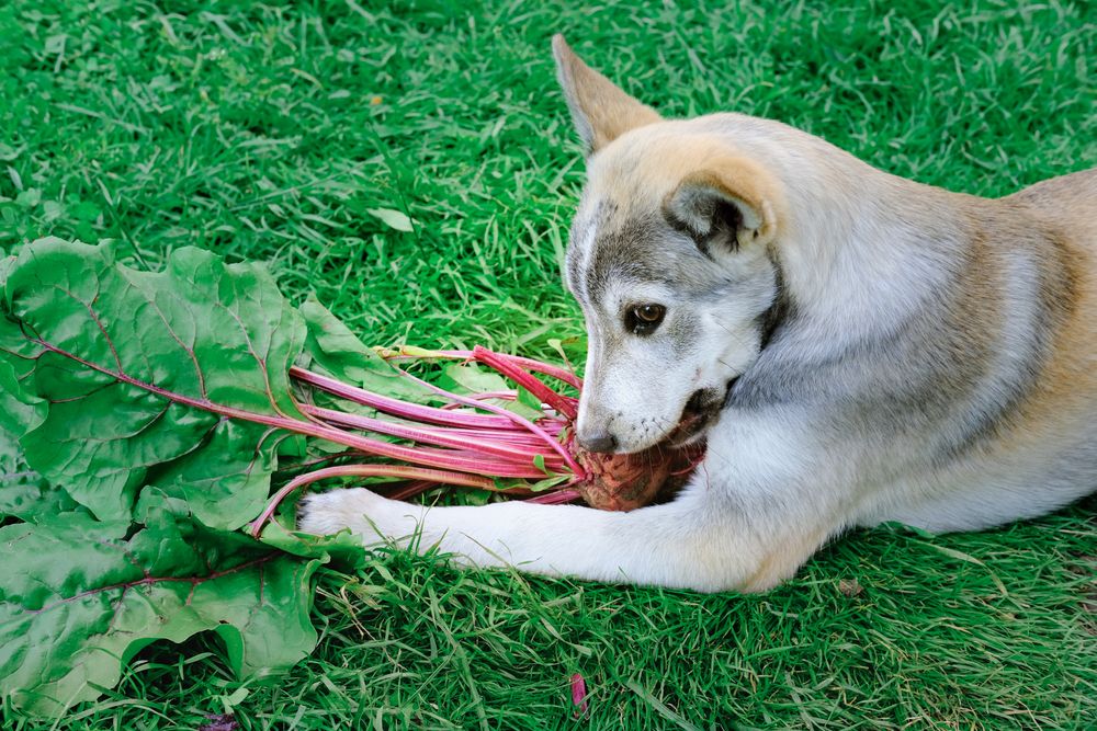 Beets for shop dog allergies