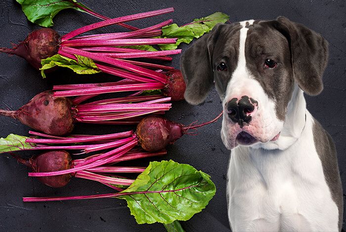 Dog and Beets