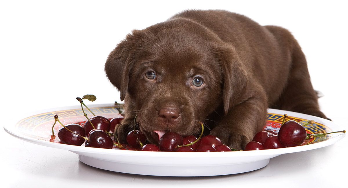 Can Dogs Eat Cherries A Guide to Feeding Cherries to Canine