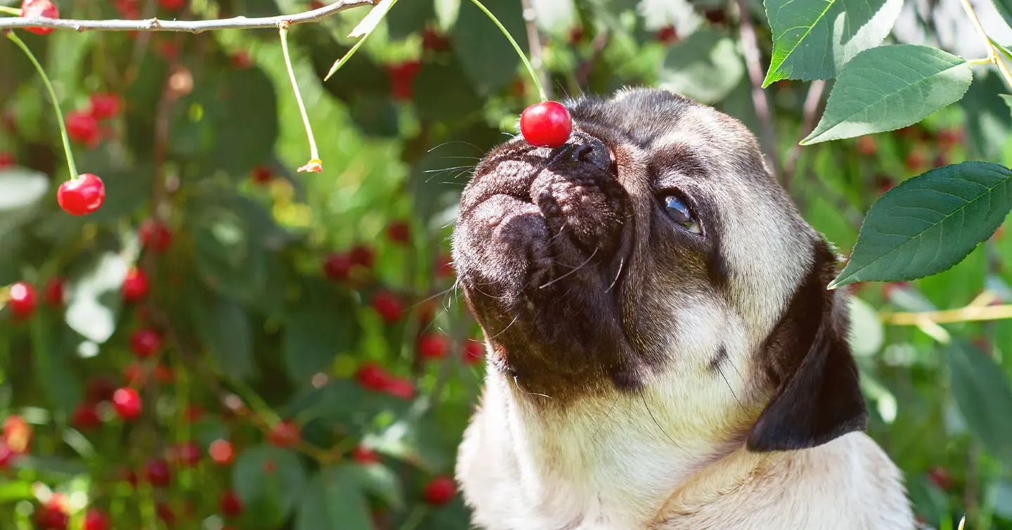 Dogs Eating Cherries