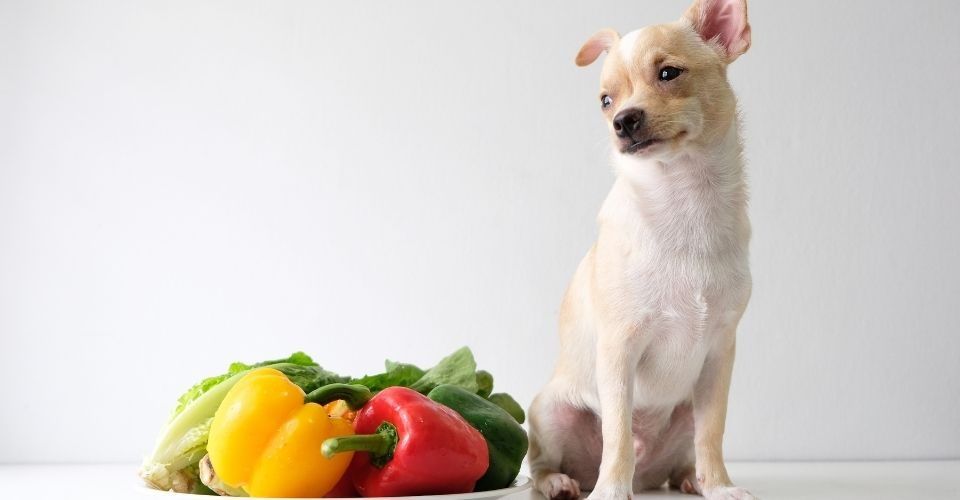 Dogs and Peppers