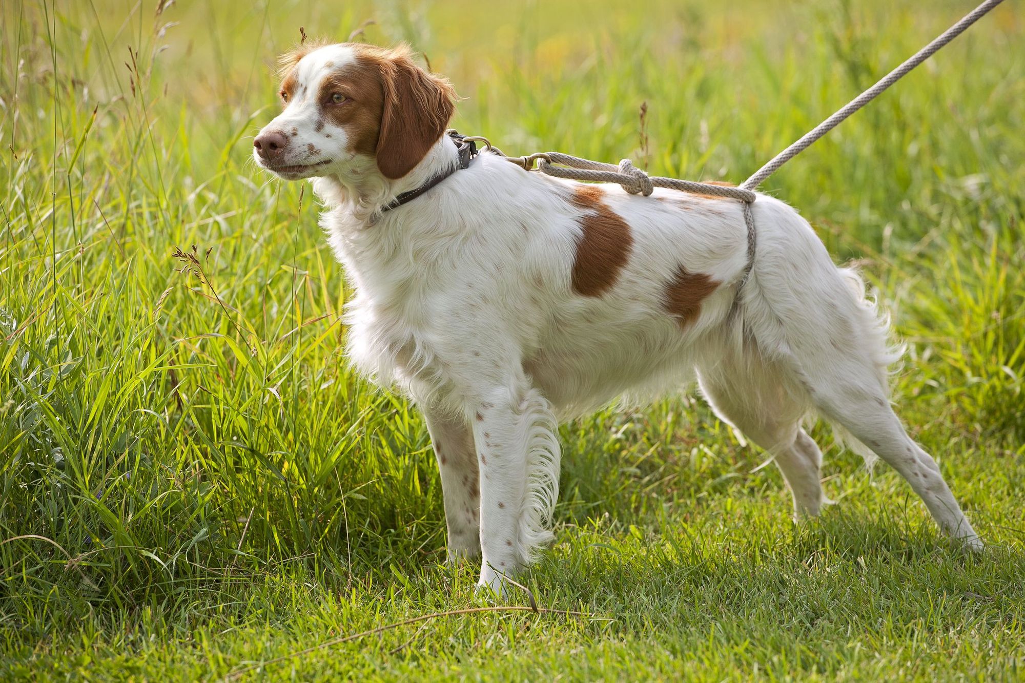 French Brittany Dogs