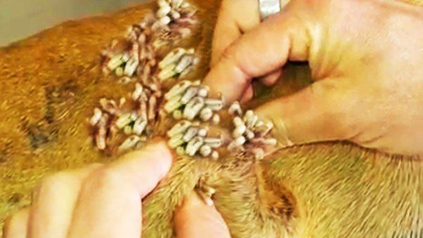 Mangoworms infestation in Dogs