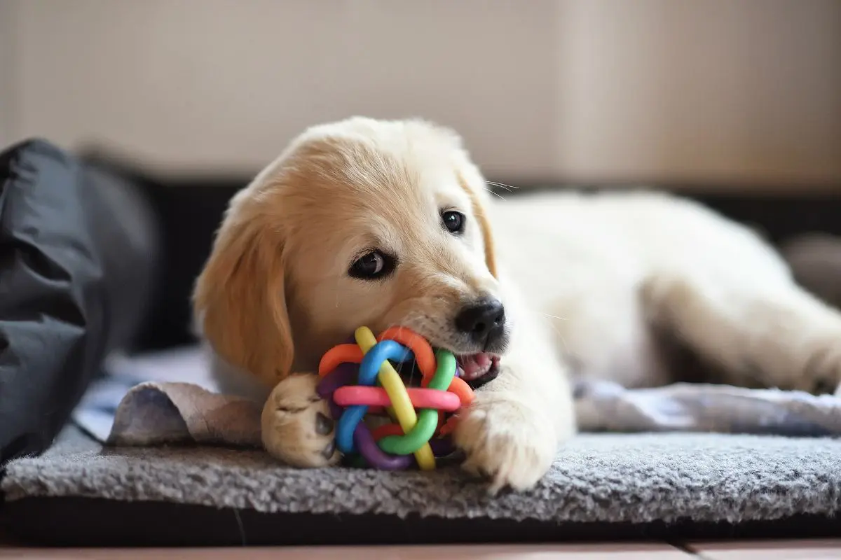 Teething Toys for Puppies