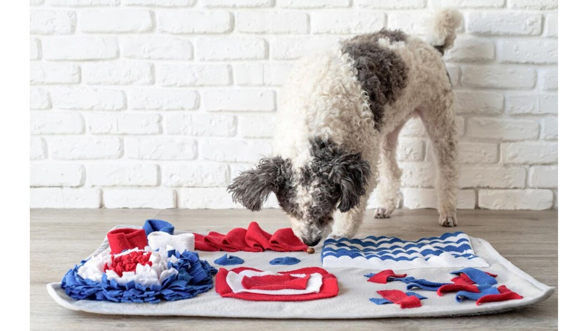 Make a Snuffle Mat for Your Dog - FOUR PAWS International - Animal