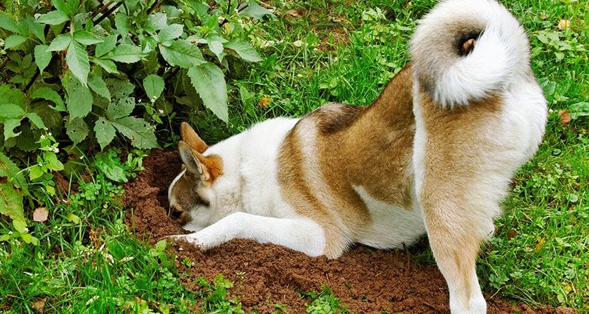 Dog Digging for Toys