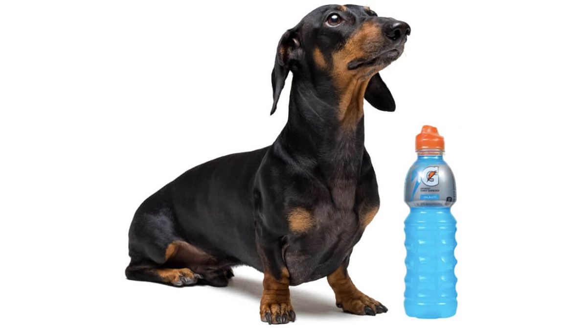 Can Dogs Drink Gatorade?