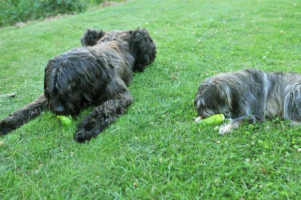 can dogs eat cucumbers