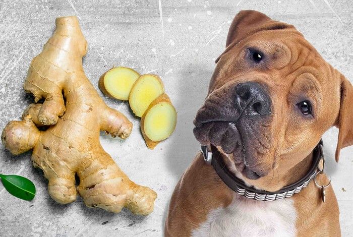 Can Dogs Eat Ginger