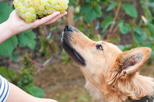 can dogs eat grapes