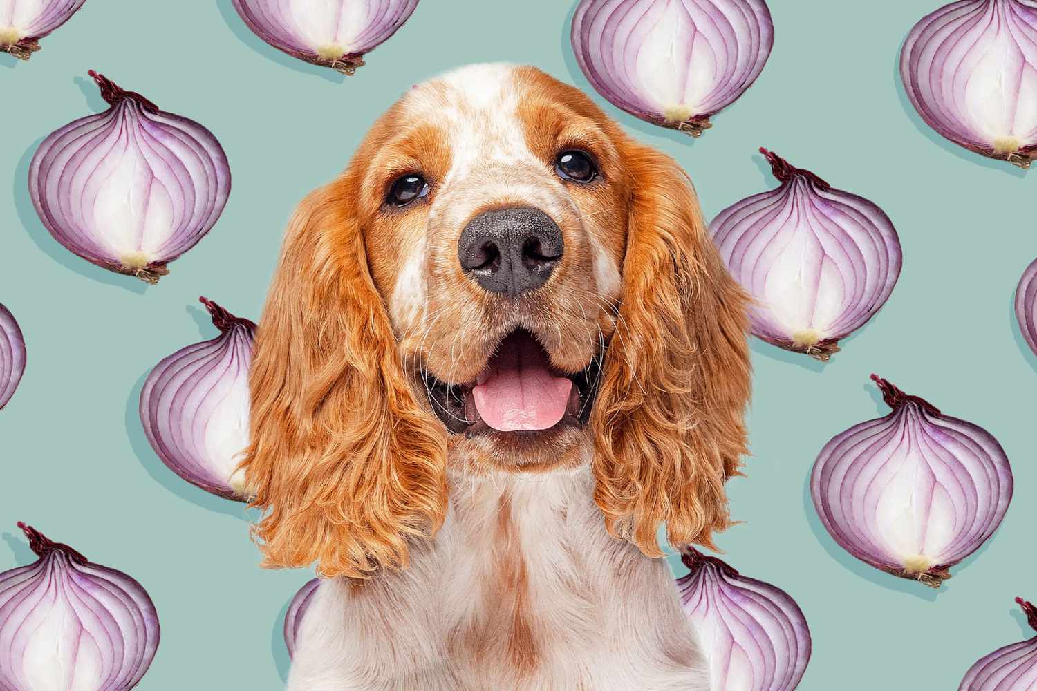 dog and onion