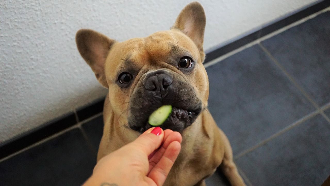 can dogs have cucumbers