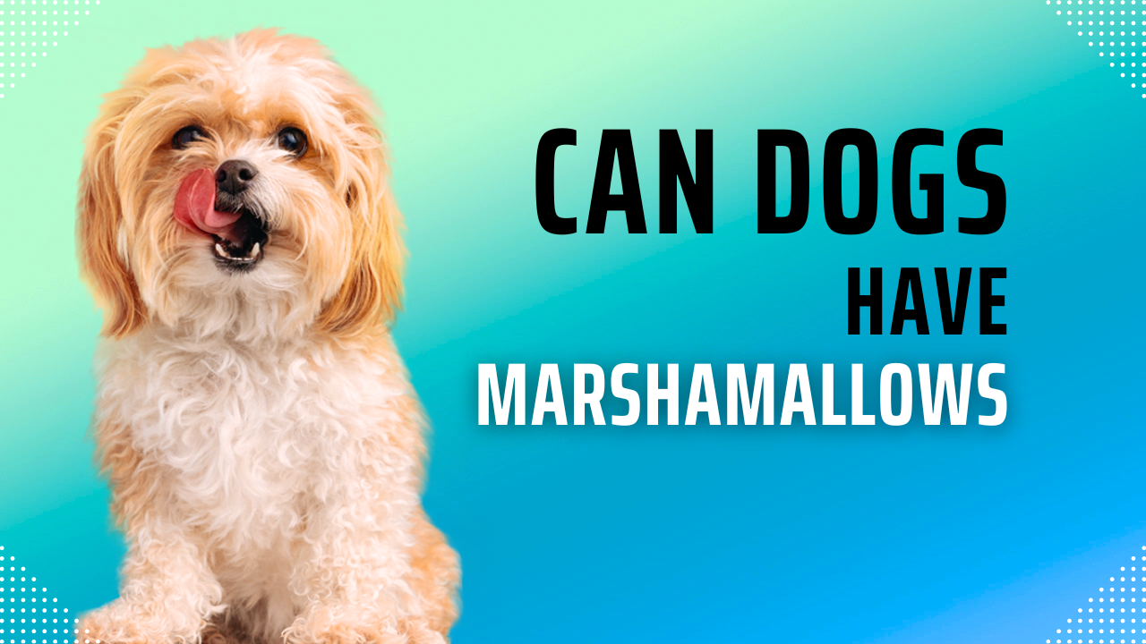 can dogs have marshmallows