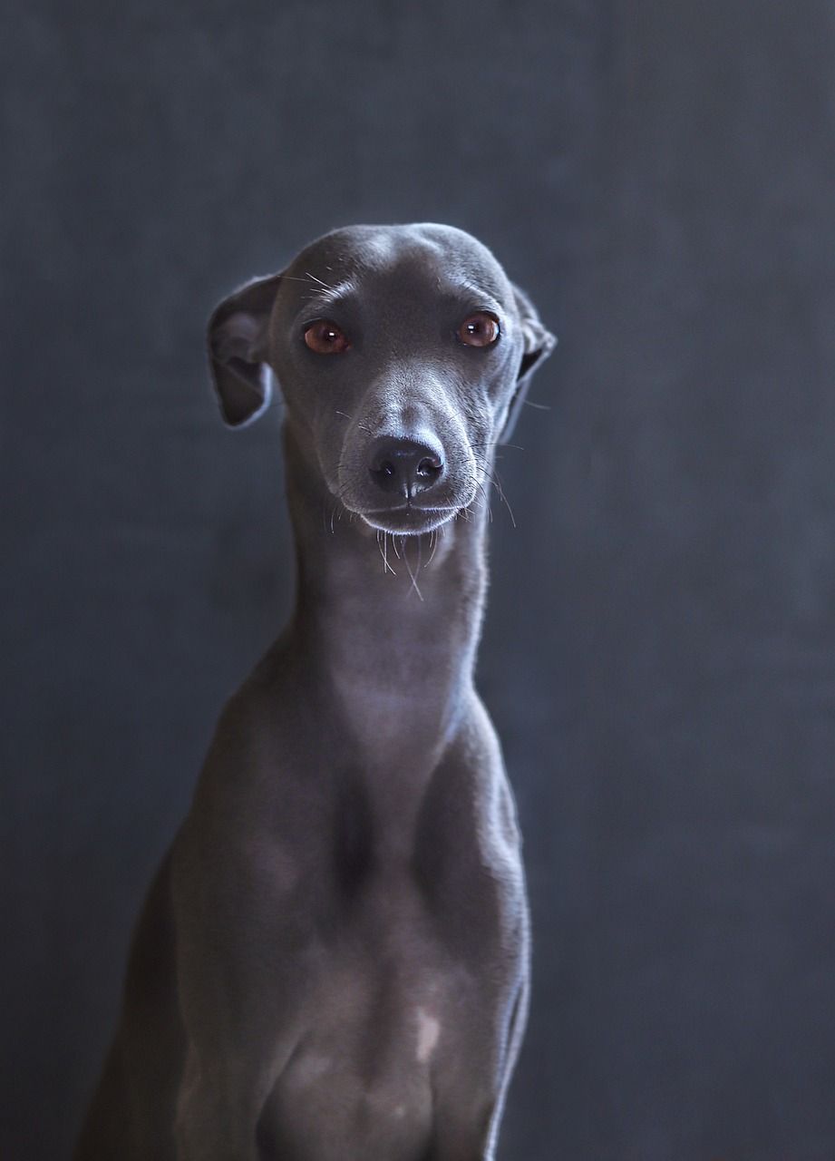 pug italian greyhound mix