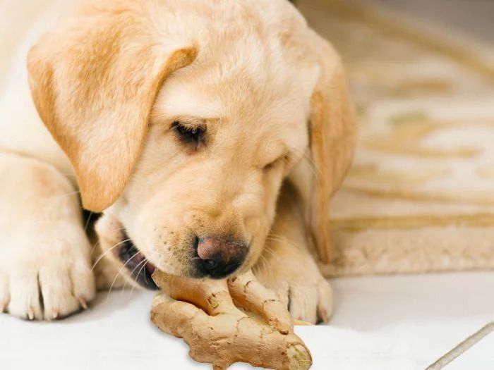 dog eating ginger