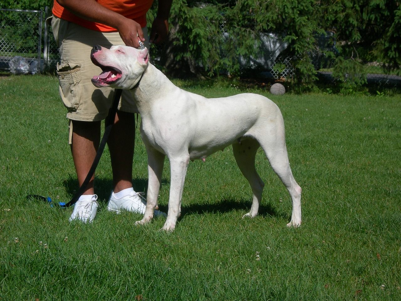 Dogo Argentino And Argentine Dogo: Dogo Argentino Complete Guide