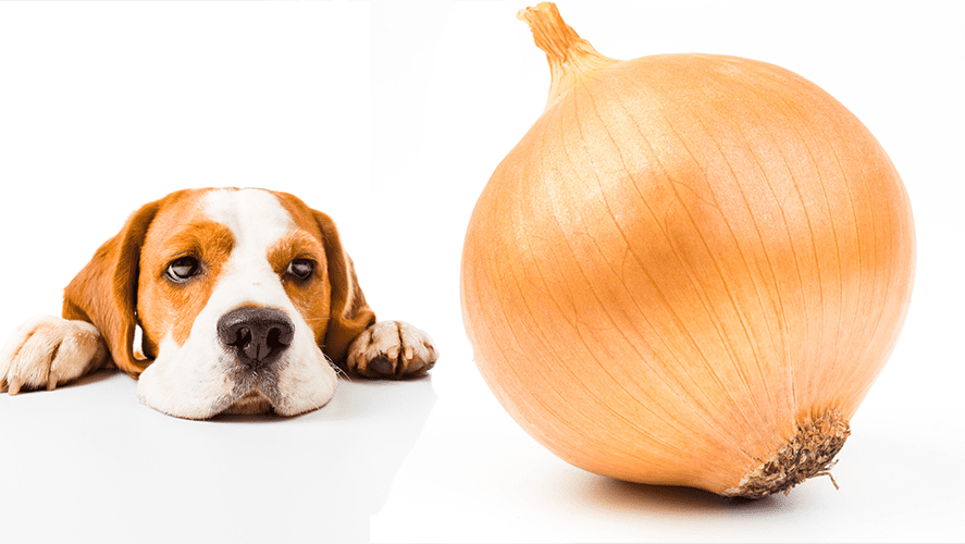 Can Dogs Eat Onions: Your Must-Read Article