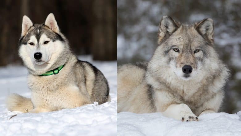 Huskies vs Wolves