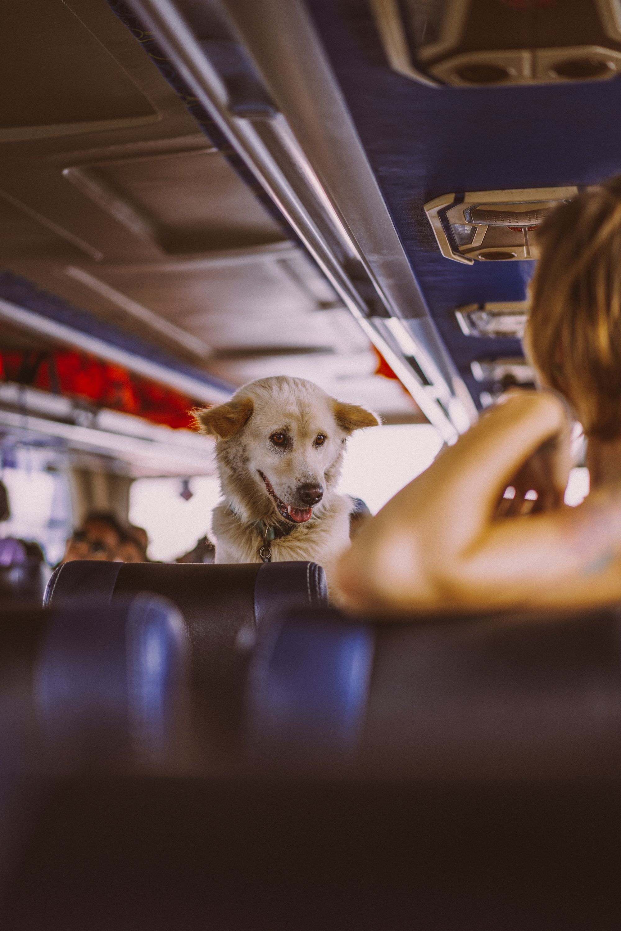 pets in train