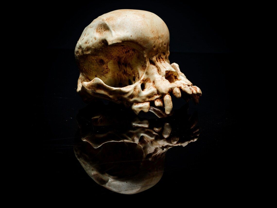 pug skull