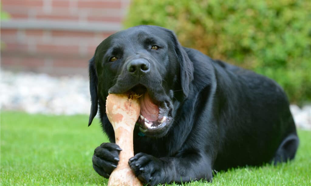 Can i give my shop dog a cooked ham bone